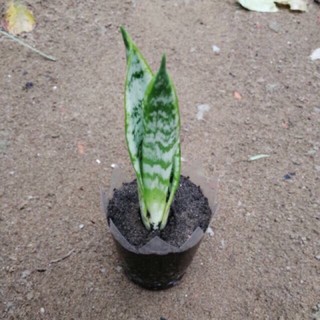 Cây Lưỡi Hổ