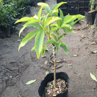 CÂY GIỐNG KEM BỎ