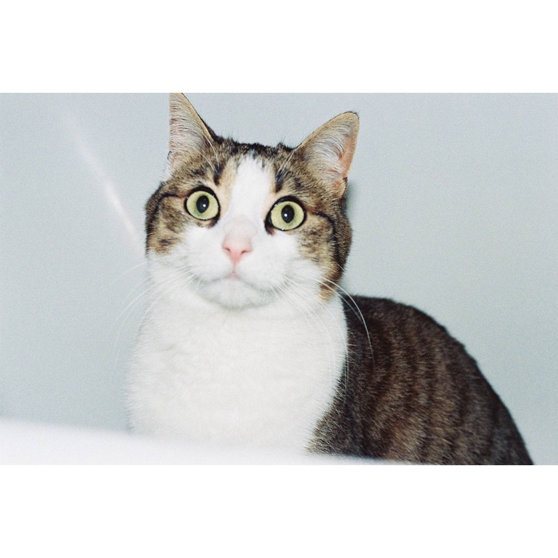 MÁY ẢNH FILM OLYMPUS IS-10 SUPER DLX + LENS AF ZOOM 28-110MM F/4.5-5.6