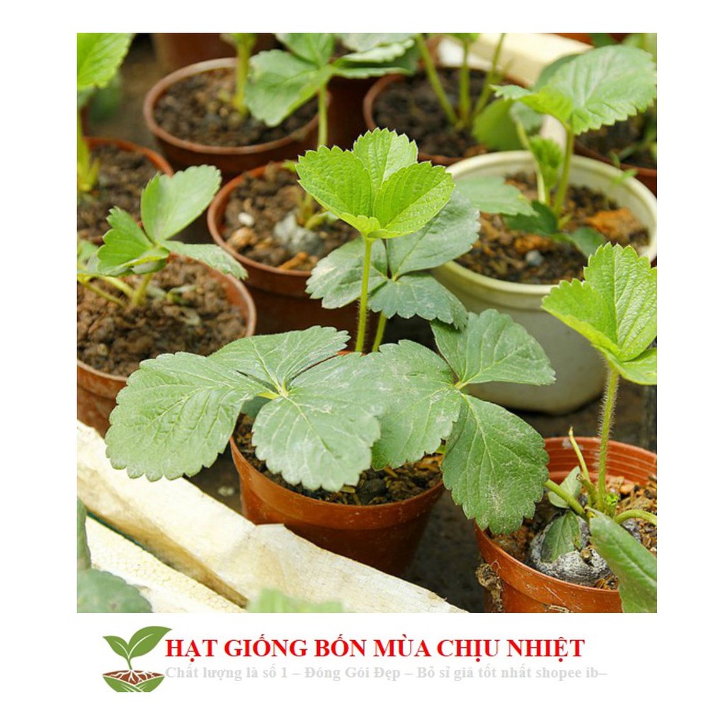 Gói 50 Hạt giống Dâu Tây Quả To, Chịu nhiệt  free ship toàn quốc hạt giống hoa