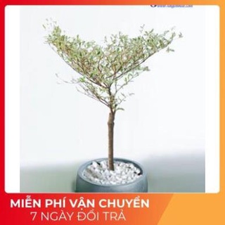 Cây Bàng cẩm thạch Nhật Bản -Tặng Kèm Phân Bón