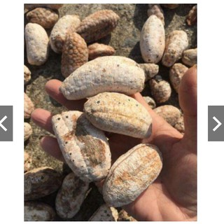 Chuối hột rừng nguyên quả Tây Bắc 1 kg khô chín thơm