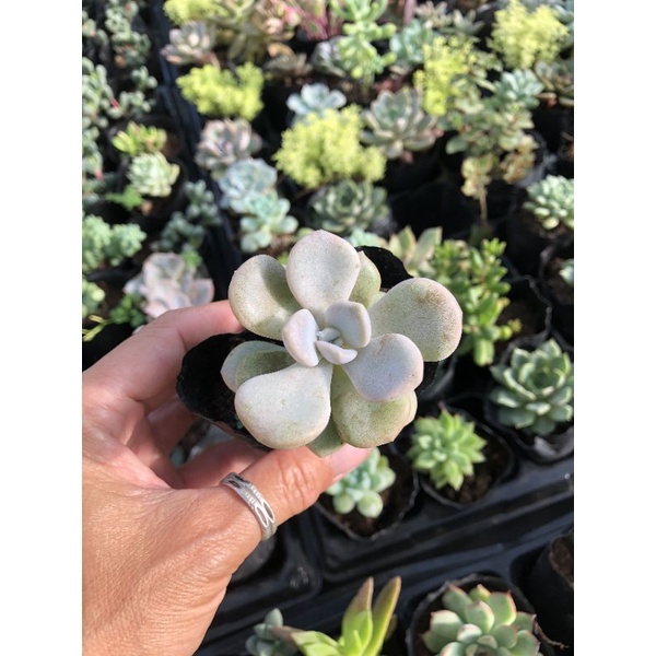 Sen đá Size Bầu 2🌺🌺