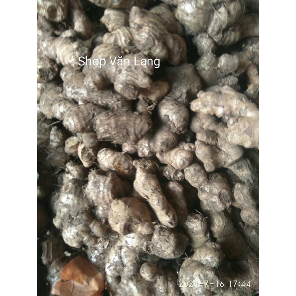 Gừng già cay - Gừng tươi cay thơm ngon túi 500g