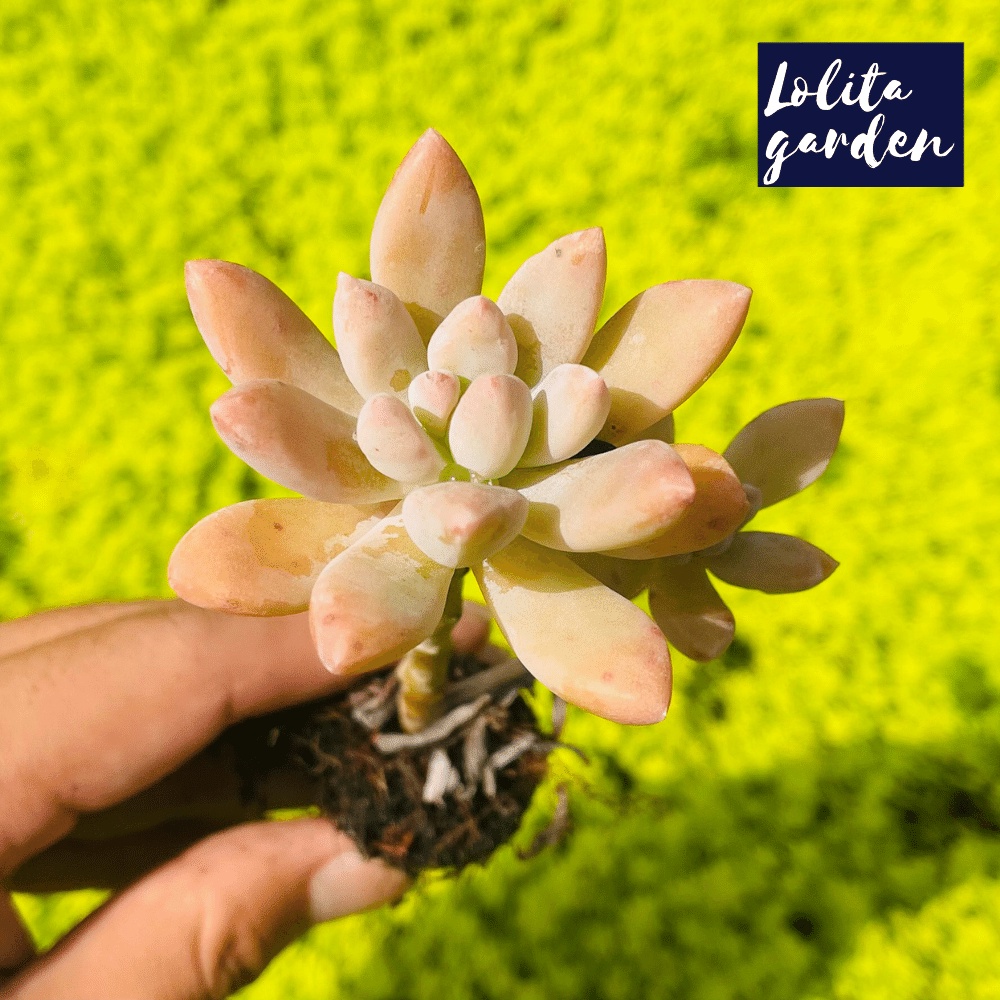 Sen đá pha lê cổ thụ Đà Lạt size mini cây cảnh trang trí nhà cửa Lolita garden