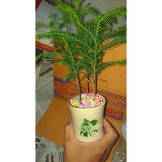 Cây tùng bách tán [Cây đứng, dáng đẹp]