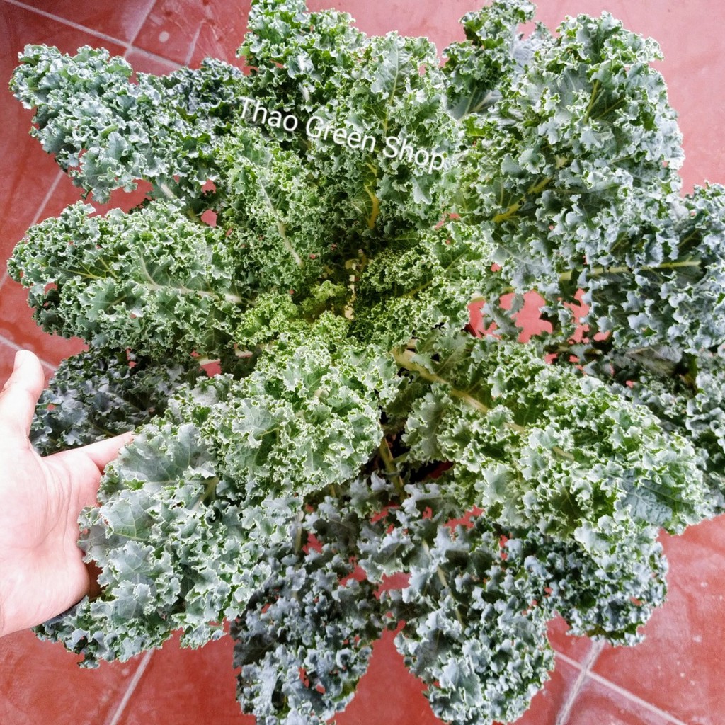 Cải Xoăn Kale Mỹ Khổng Lồ 300 hạt