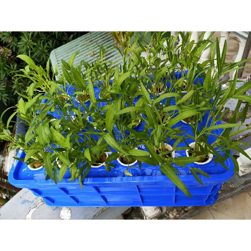 💥 Bộ thùng Thủy canh tĩnh 18 lổ + kèm Rọ.