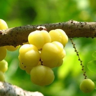 Cây giống chùm ruột (ảnh thật cây giống có sẵn tại vườn)