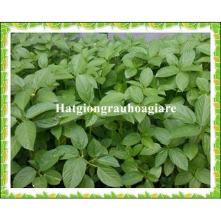Hạt giống Rau Đay xanh tặng kích mầm