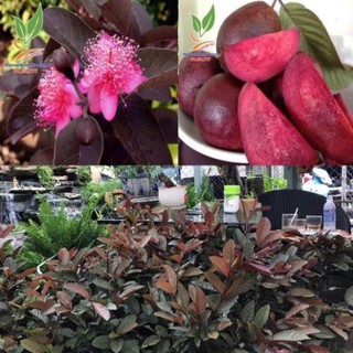 Cây ổi tím ghép 30K