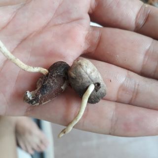 Hạt giống cây chà là 80k/100 hạt