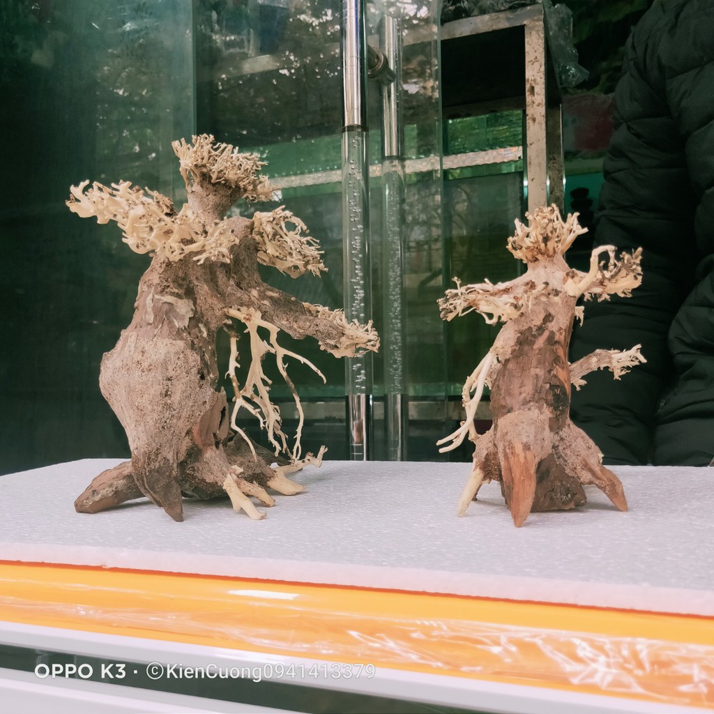 Mô hình Cây gỗ lũa thủy sinh Không tán SIZE nhỏ dùng cho bể cá cảnh