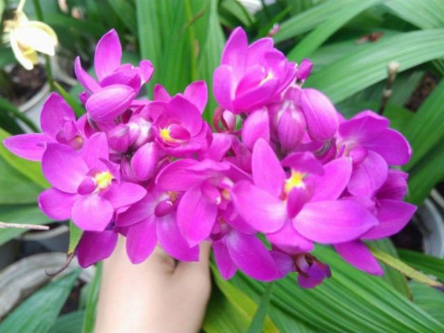 Địa lan chu đỉnh - có 2 màu