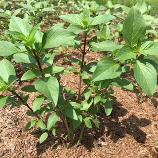 Hạt giống Húng Quế Rado 25
