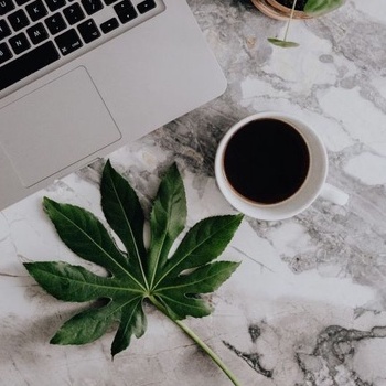 LÁ CÂY giả như thật, Monstera, Lá dừa, trầu bà, lá trang trí lót bàn ăn decor chụp ảnh