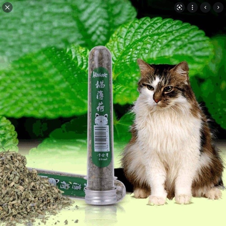 Ống Canip Cỏ Bạc Hà Khô Cho Mèo