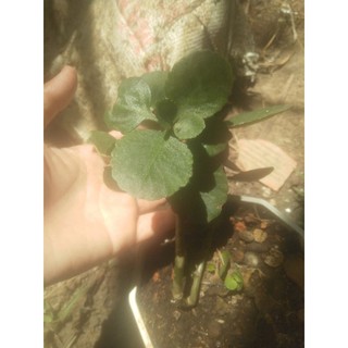 Cây sống đời đơn màu đỏ