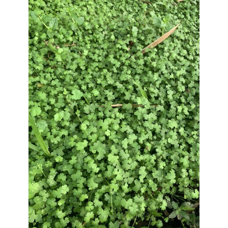 Cây thuỷ sinh-khuyến mại mùa covit