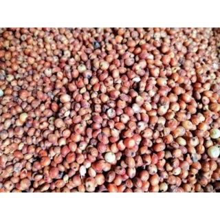 1KG Ý DĨ ĐỎ CHO VẸT, CHIM CU
