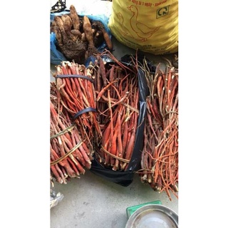 Sâm cau đỏ rừng khô