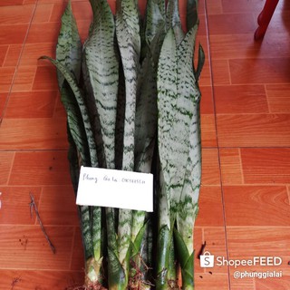 Combo 30 cây lưỡi hổ xanh đẹp