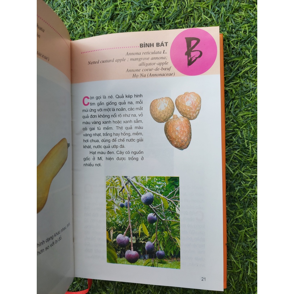 Sách Từ Điển Tranh Về Các Loại Củ, Quả