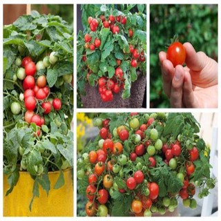 Hạt giống cà chua cherry lùn đỏ gói 30 hạt