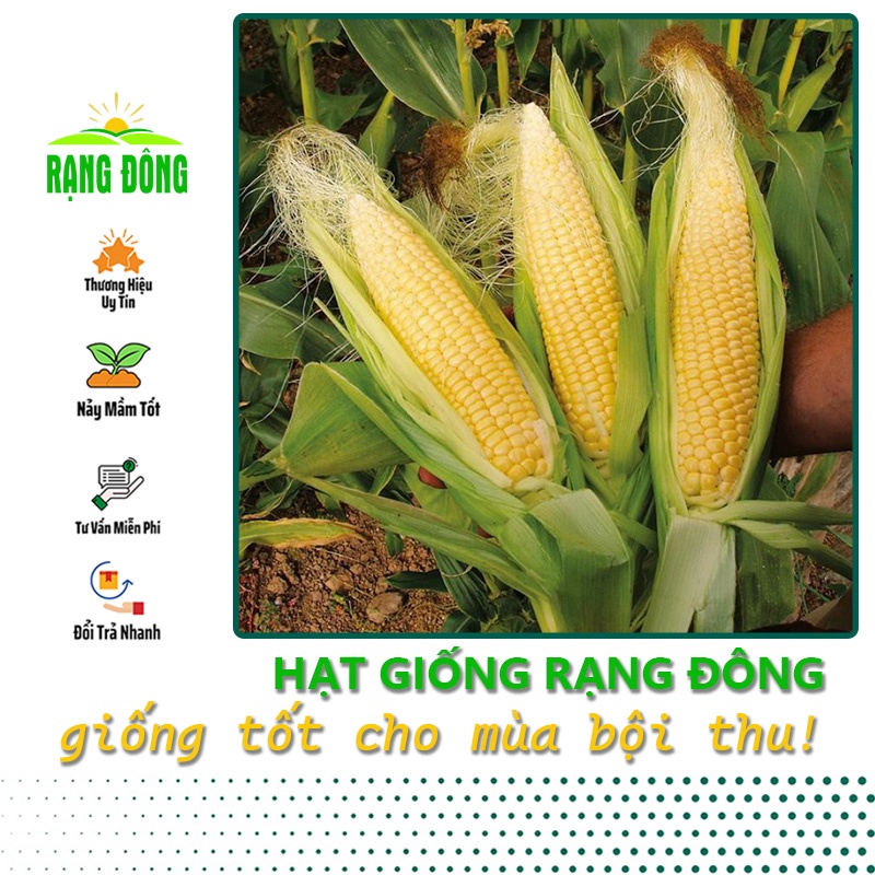 Hạt giống Bắp Sữa Ngọt, ăn sống rất ngon, trồng quanh năm (gói 5gr) - Hạt giống Rạng Đông