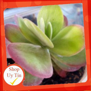 sen đá Cánh bướm trung🍏 |FREESHIP| 🔥 XỨ NÓNG, ĐÃ THUẦN KHÍ HẬU, KHOẺ ĐẸP 🍏 LỖI 1 ĐỔI 1