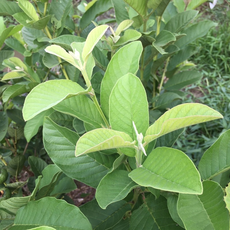 250gr Lá ổi non xắt nhuyễn phơi khô hút chân không