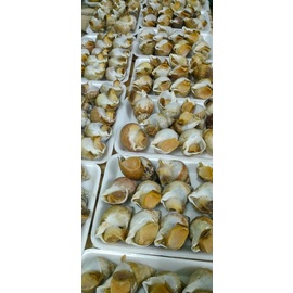 Ốc Bulot Pháp.Khay 500gram. Tặng kèm muối sữa chấm hải sản. Ốc Bulot nhập khẩu. Ship liền HCM.