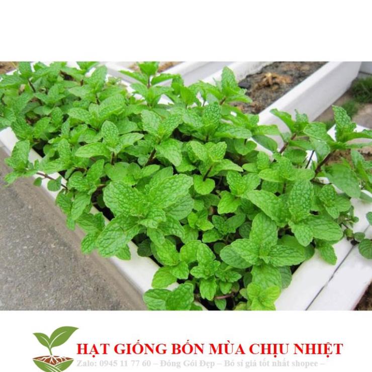 Hạt Giống Húng Bạc Hà 50h