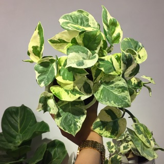 Trầu bà Sữa - Cẩm thạch