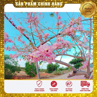 Hạt giống cây hoa Anh Đào Nhật