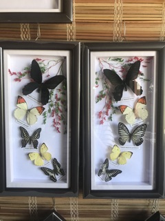 Tranh Bướm Nghệ Thuật
