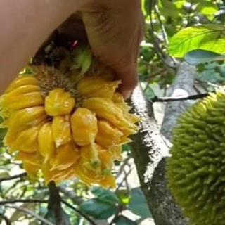 Cây giống mít ấn độ quả nhỏ siêu ngọt