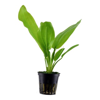 2 Cây Bách Thủy Tiên - Cây thủy sinh - Phụ kiện thủy sinh
