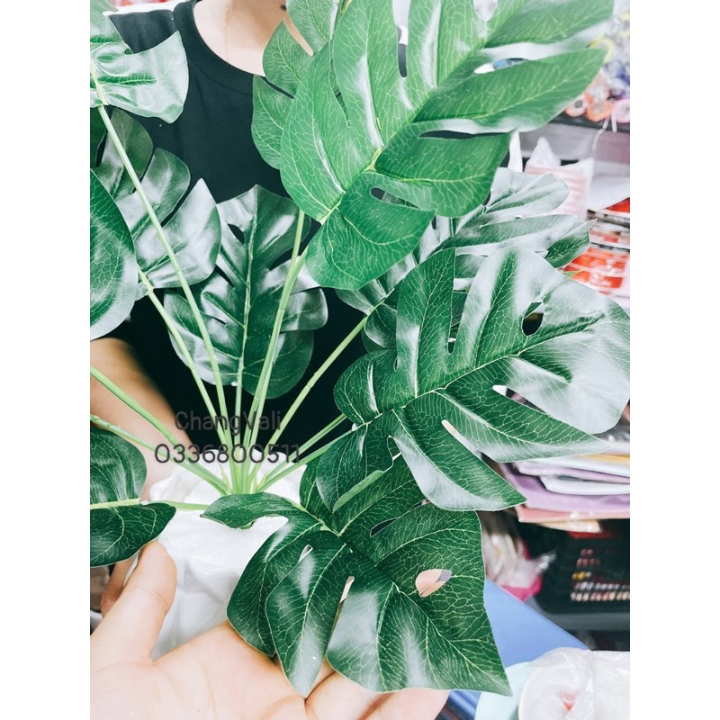 Chậu cây Mai rùa để bàn ,decor siêu đẹp,màu sắc tươi mát