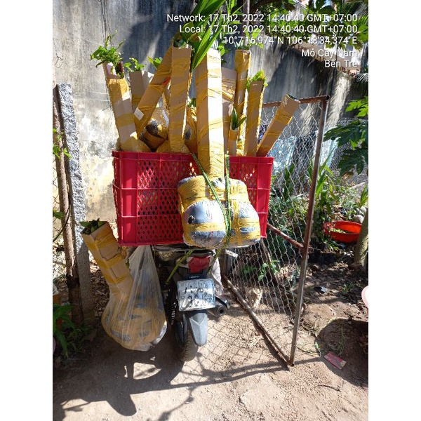 Combo 5 mai con quấn rễ 75 cm