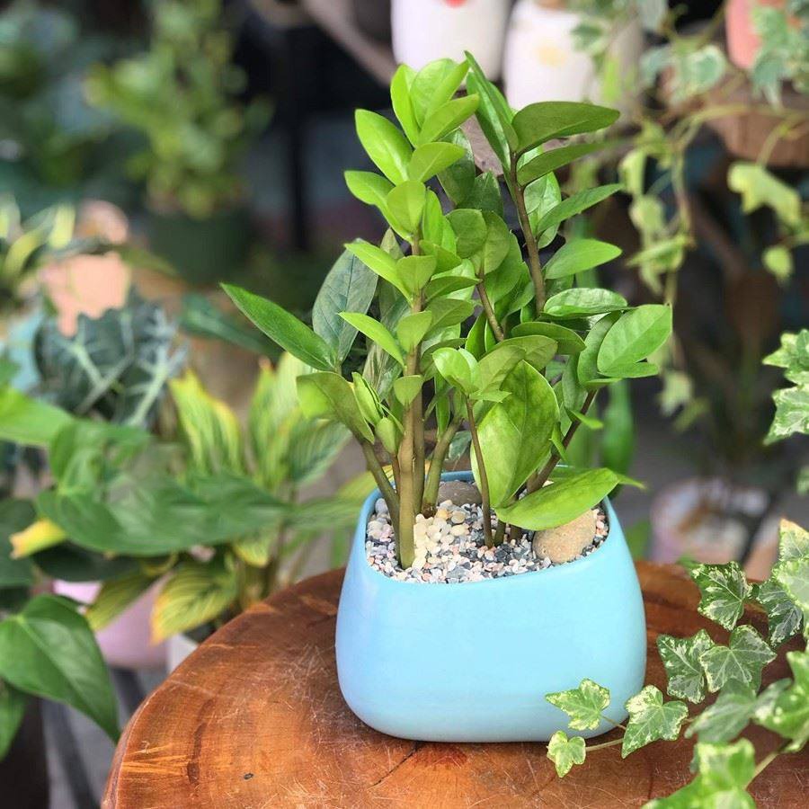 Chậu trồng cây cảnh nội thất mini để bàn trang trí bàn học nhà cửa men mát Bát Tràng-mẫu Méo Cao