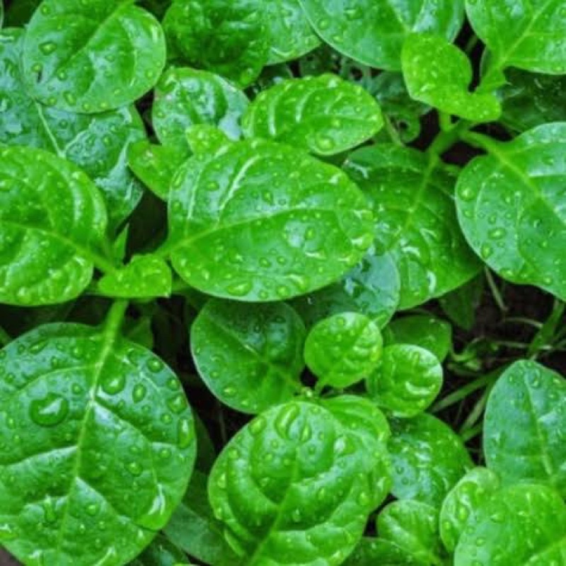 Mồng Tơi Xanh Lá To , Nảy Mầm Chuẩn Trên 90%