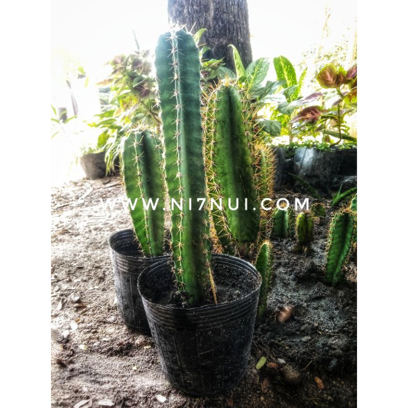 Cây xương rồng trụ shop Ni Bảy Núi