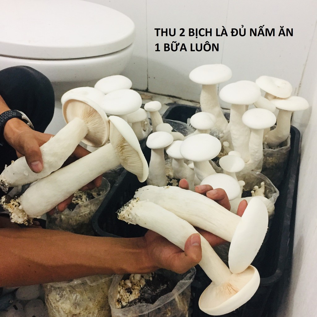 PHÔI NẤM HOÀNG ĐẾ CAO CẤP
