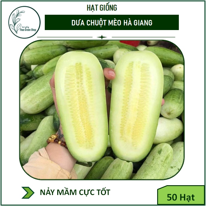 Hạt Giống Dưa Chuột Mèo Hà Giang 50 Hạt