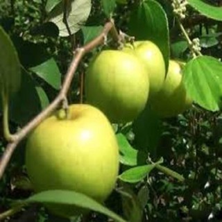 Cây giống táo ngọt