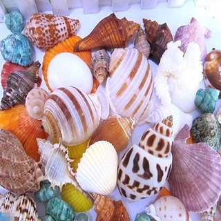 100g vỏ sò trang trí hồ cá độc đáo