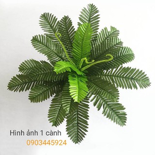 Cây Giả - Dương Xỉ Cỡ Trung