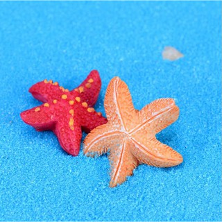 Sao Biển Nhỏ Làm Tiểu Cảnh, stellariva