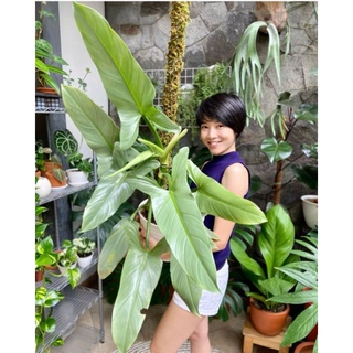 Kiếm Bạc, trầu bà, philodendron hastatum. ( cây giống )